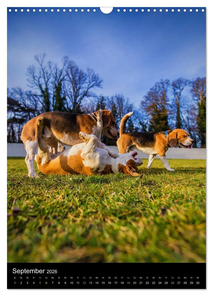 Bild: 9783516416480 | Beagle Action - Wilde Kuscheltiere (Wandkalender 2026 DIN A3 hoch),...