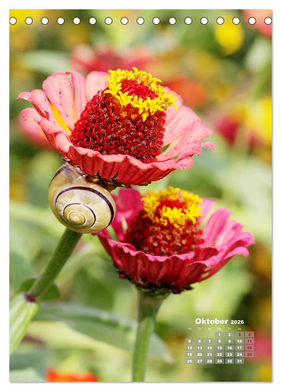 Bild: 9783516406580 | Zinnien im Garten (Tischkalender 2026 DIN A5 hoch), CALVENDO...