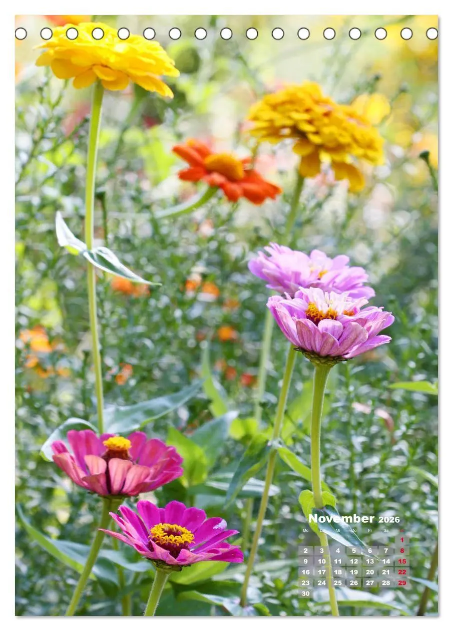 Bild: 9783516406580 | Zinnien im Garten (Tischkalender 2026 DIN A5 hoch), CALVENDO...