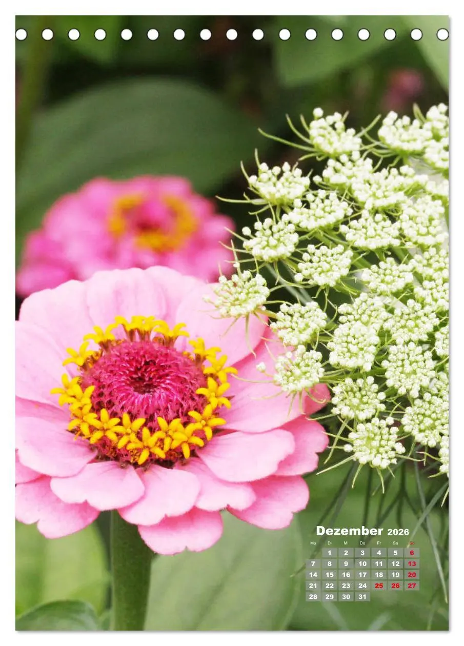 Bild: 9783516406580 | Zinnien im Garten (Tischkalender 2026 DIN A5 hoch), CALVENDO...
