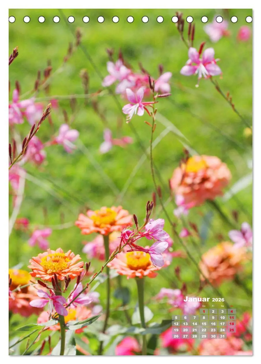 Bild: 9783516406580 | Zinnien im Garten (Tischkalender 2026 DIN A5 hoch), CALVENDO...