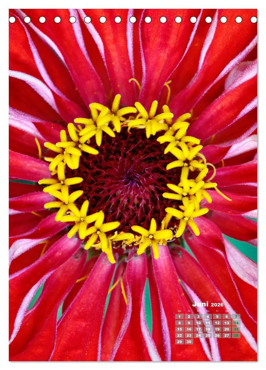 Bild: 9783516406580 | Zinnien im Garten (Tischkalender 2026 DIN A5 hoch), CALVENDO...