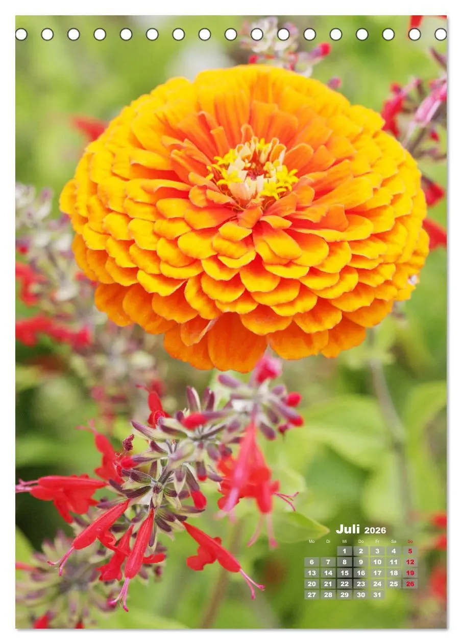 Bild: 9783516406580 | Zinnien im Garten (Tischkalender 2026 DIN A5 hoch), CALVENDO...