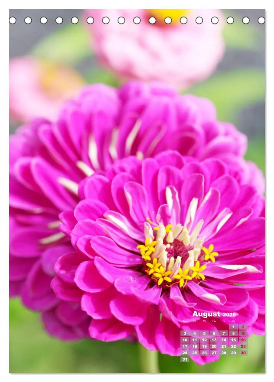 Bild: 9783516406580 | Zinnien im Garten (Tischkalender 2026 DIN A5 hoch), CALVENDO...