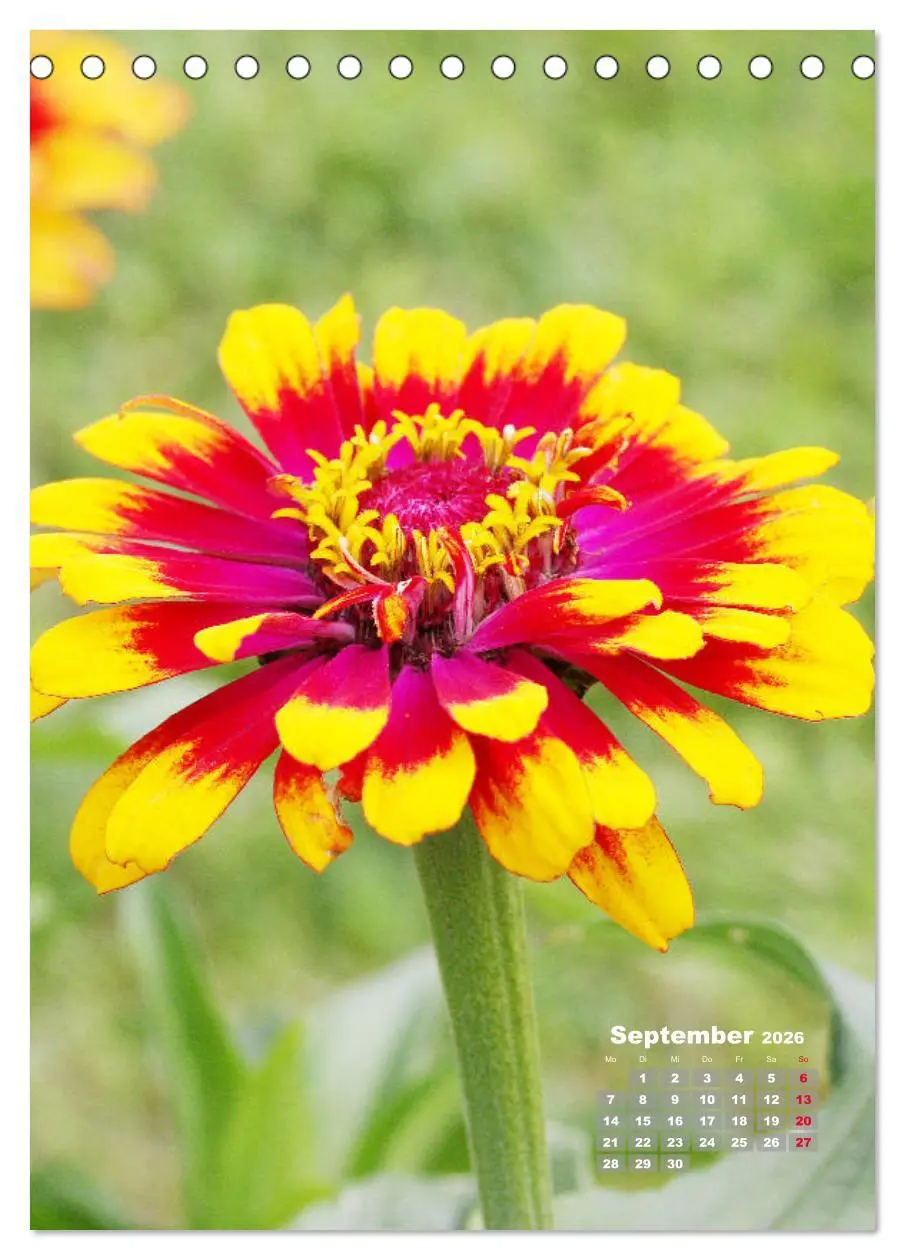 Bild: 9783516406580 | Zinnien im Garten (Tischkalender 2026 DIN A5 hoch), CALVENDO...