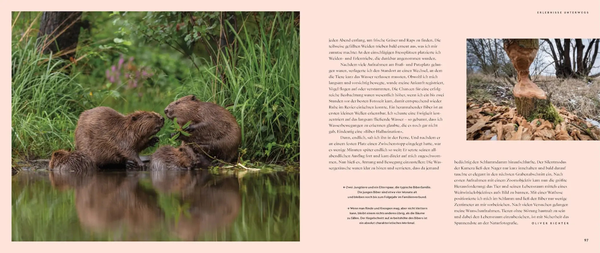 Bild: 9783957286680 | Wilde Elbe | Naturschätze zwischen Riesengebirge und Wattenmeer | V.
