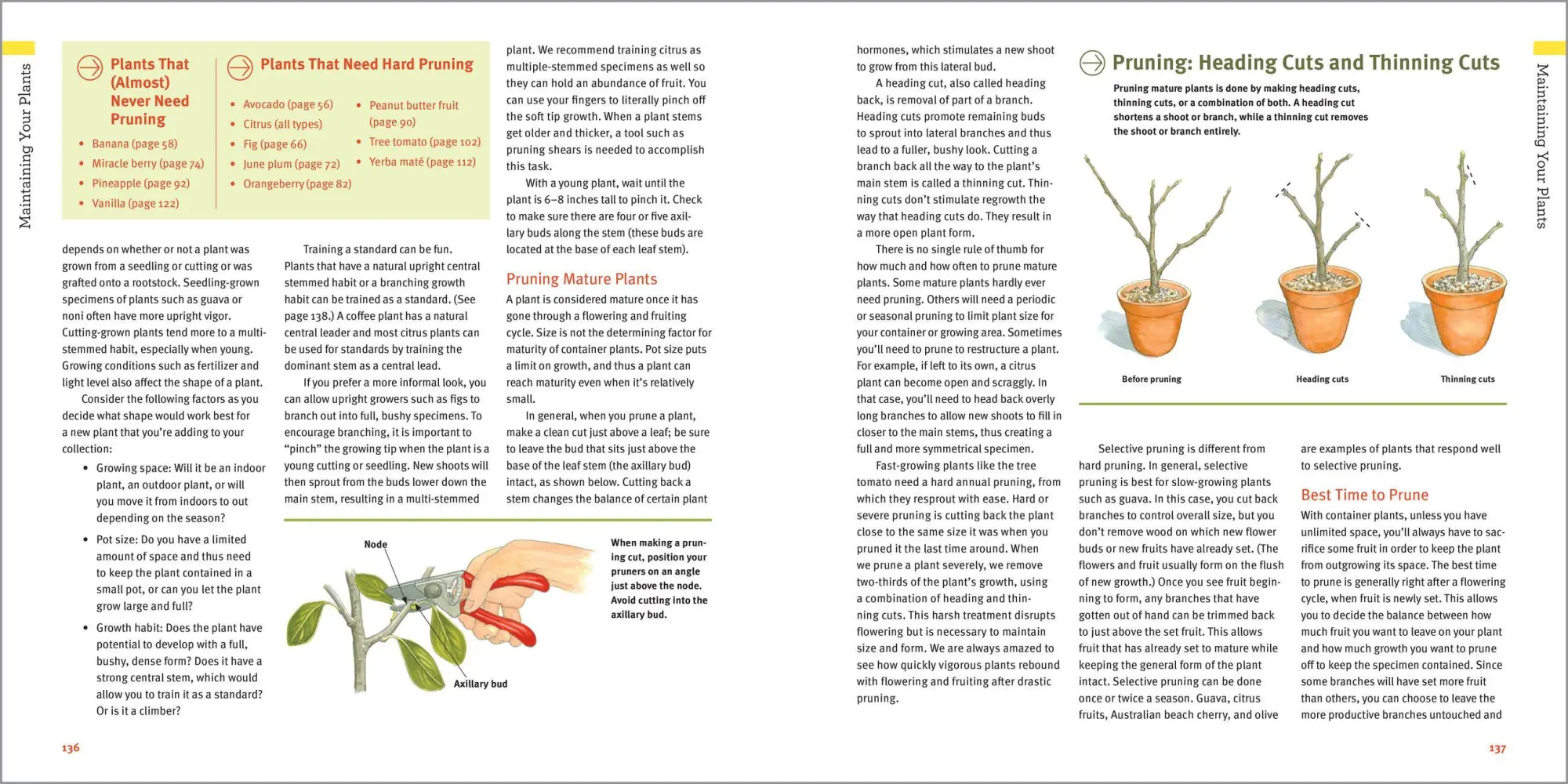Bild: 9781635866780 | Edible Houseplants | Byron E. Martin (u. a.) | Taschenbuch | Englisch