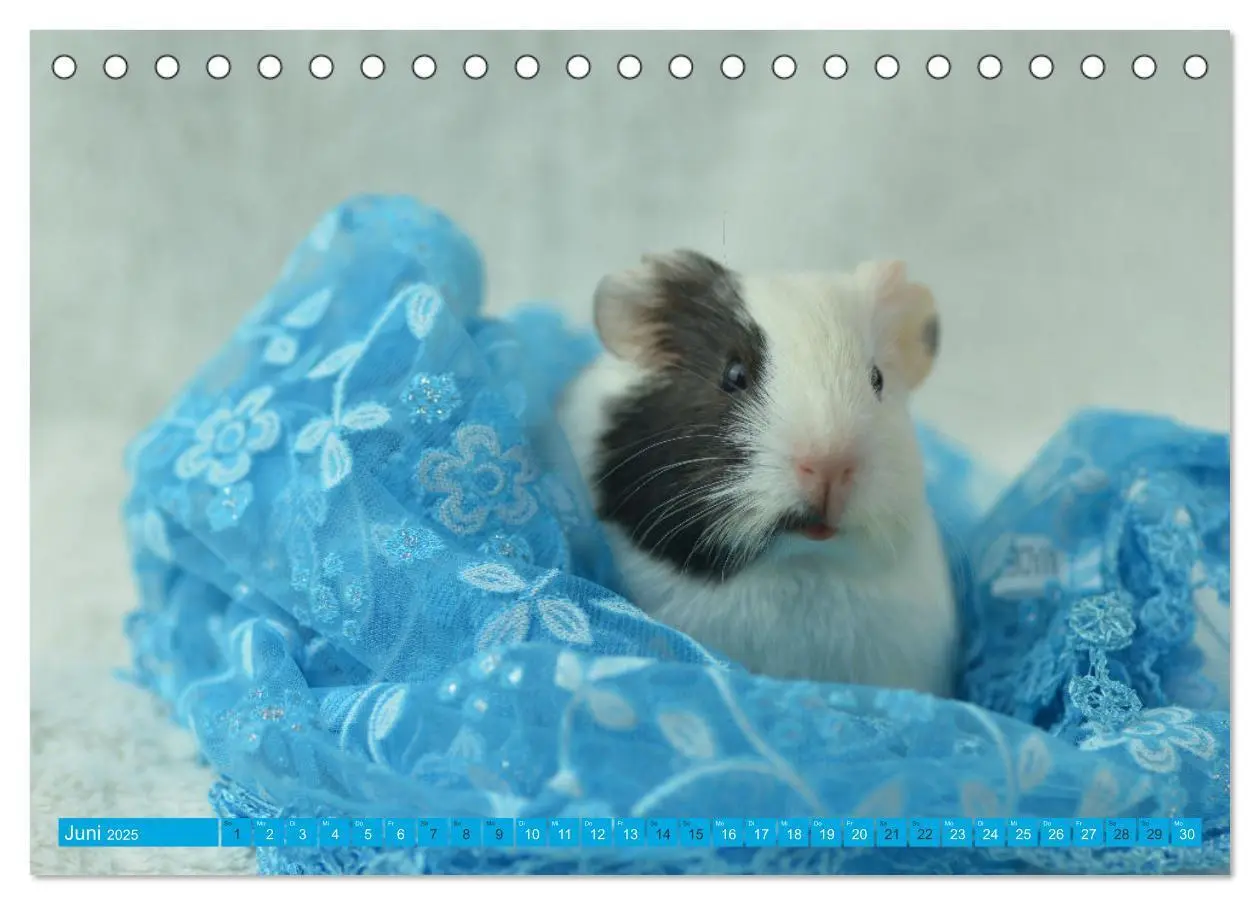 Bild: 9783435066780 | BABY Meerschweinchen Traumhaft süß (Tischkalender 2025 DIN A5...
