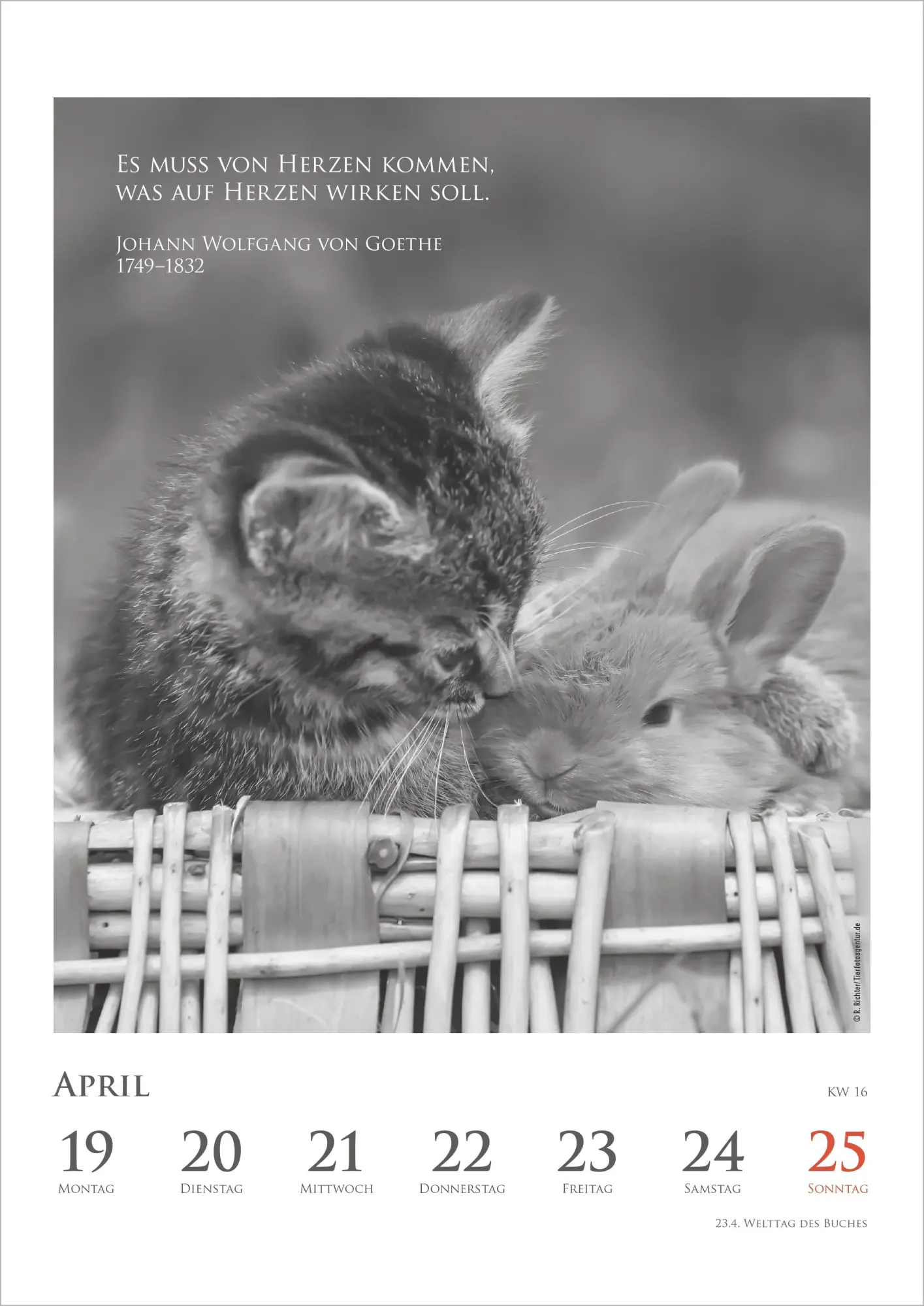 Bild: 4069095016880 | DUMONTS Katzenkalender 2027 | Marion Schmidt | Kalender | 55 S. | 2027
