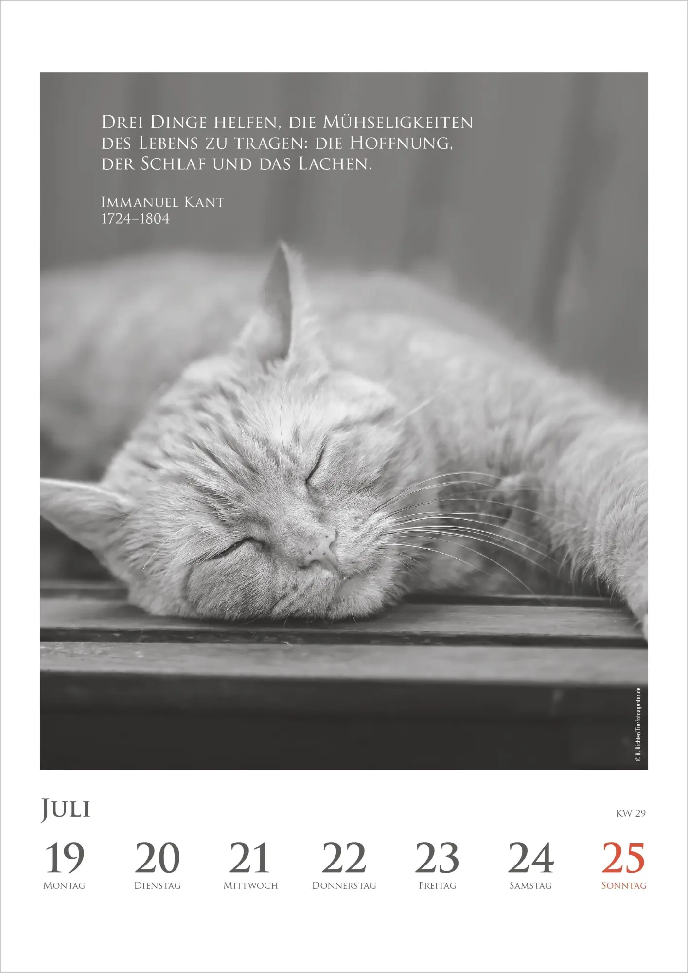 Bild: 4069095016880 | DUMONTS Katzenkalender 2027 | Marion Schmidt | Kalender | 55 S. | 2027