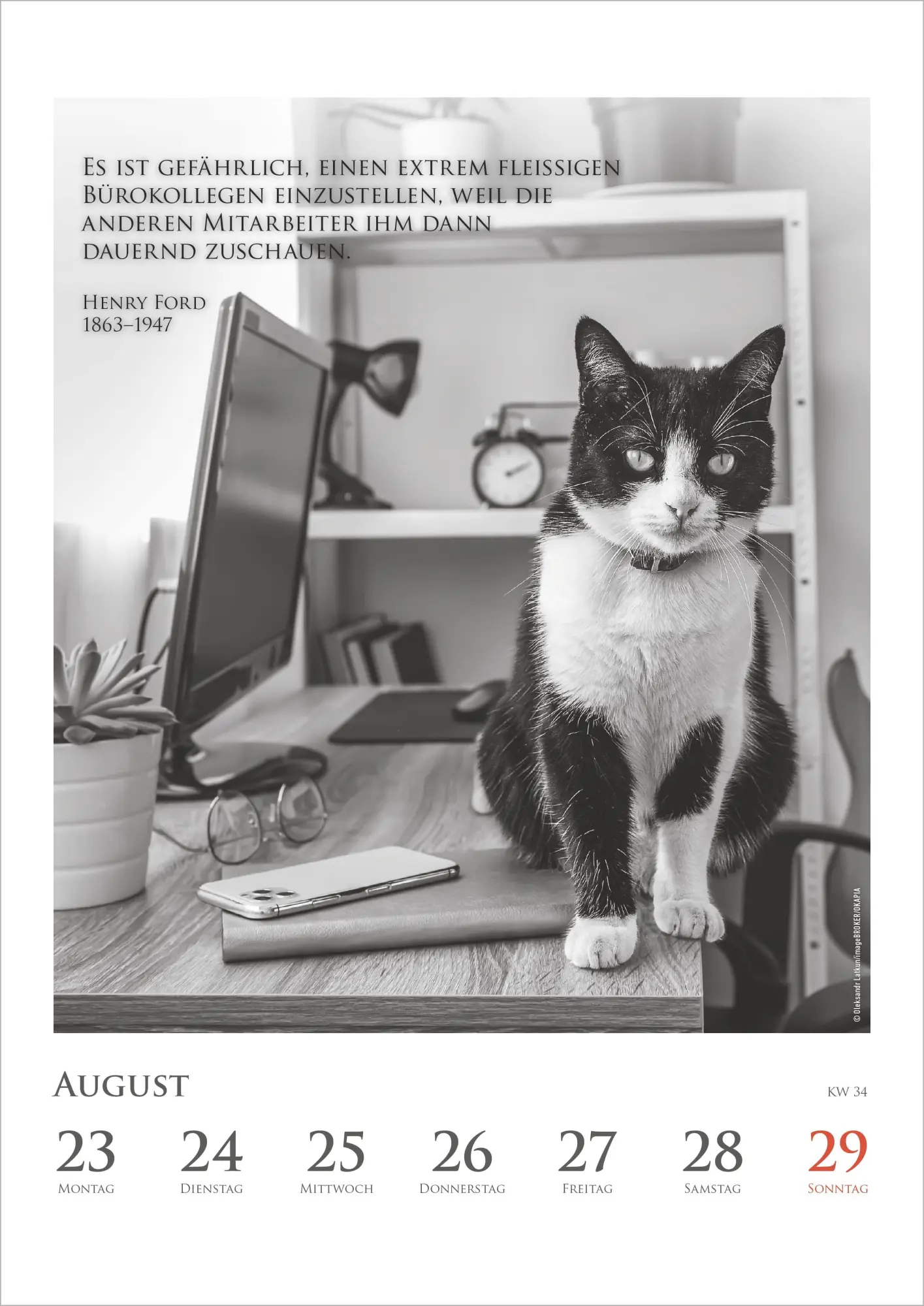 Bild: 4069095016880 | DUMONTS Katzenkalender 2027 | Marion Schmidt | Kalender | 55 S. | 2027