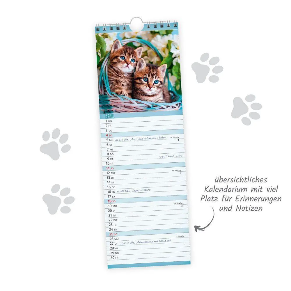 Bild: 9783988026880 | TRÖTSCH - Streifenkalender Katzen 2027 Notizkalender | KG | Kalender