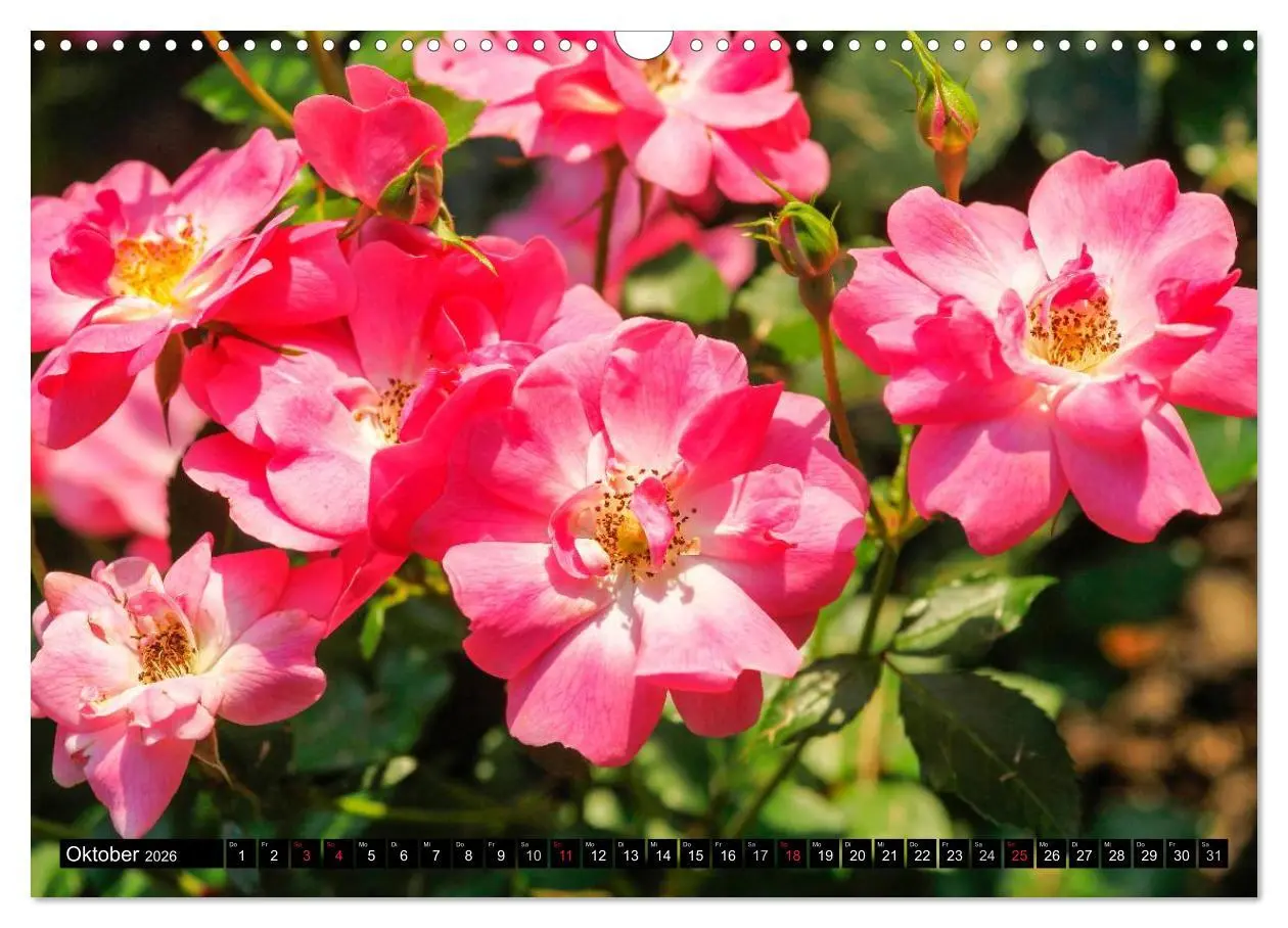 Bild: 9783516117080 | Rosen natürlich schön (Wandkalender 2026 DIN A3 quer), CALVENDO...