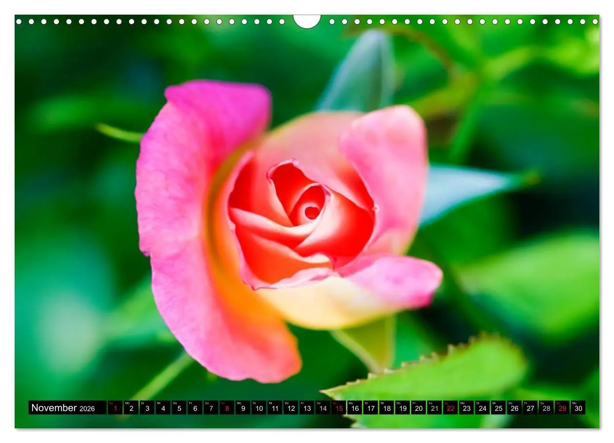 Bild: 9783516117080 | Rosen natürlich schön (Wandkalender 2026 DIN A3 quer), CALVENDO...