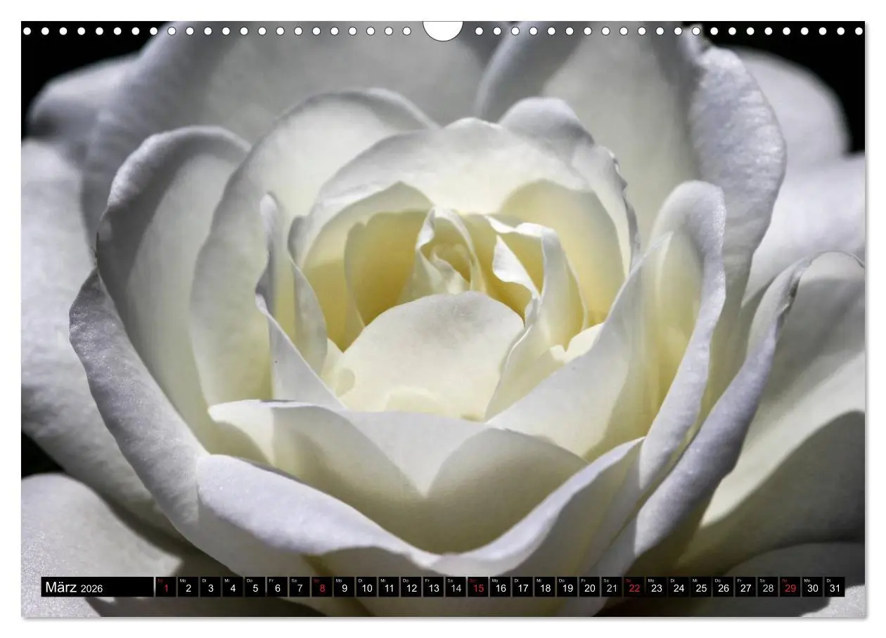 Bild: 9783516117080 | Rosen natürlich schön (Wandkalender 2026 DIN A3 quer), CALVENDO...