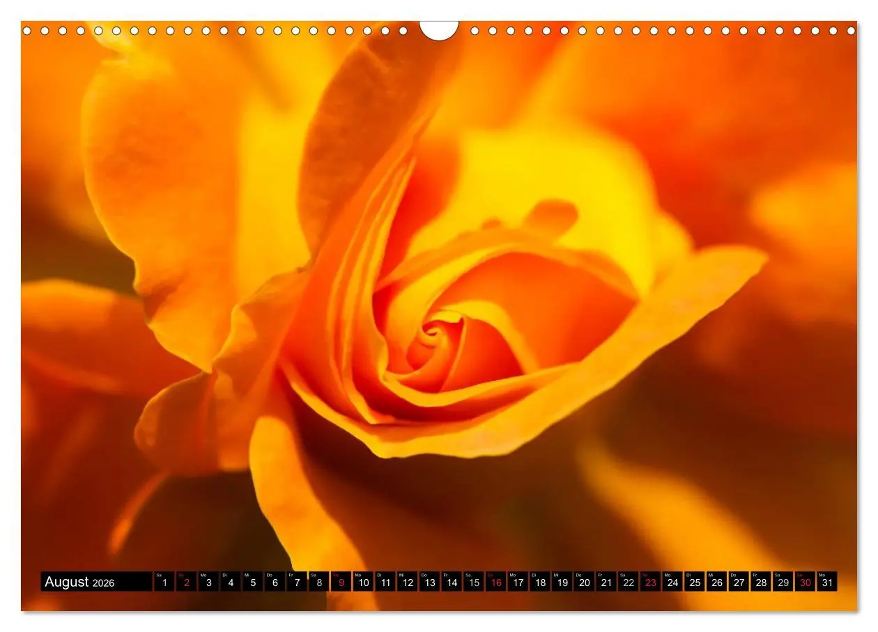 Bild: 9783516117080 | Rosen natürlich schön (Wandkalender 2026 DIN A3 quer), CALVENDO...