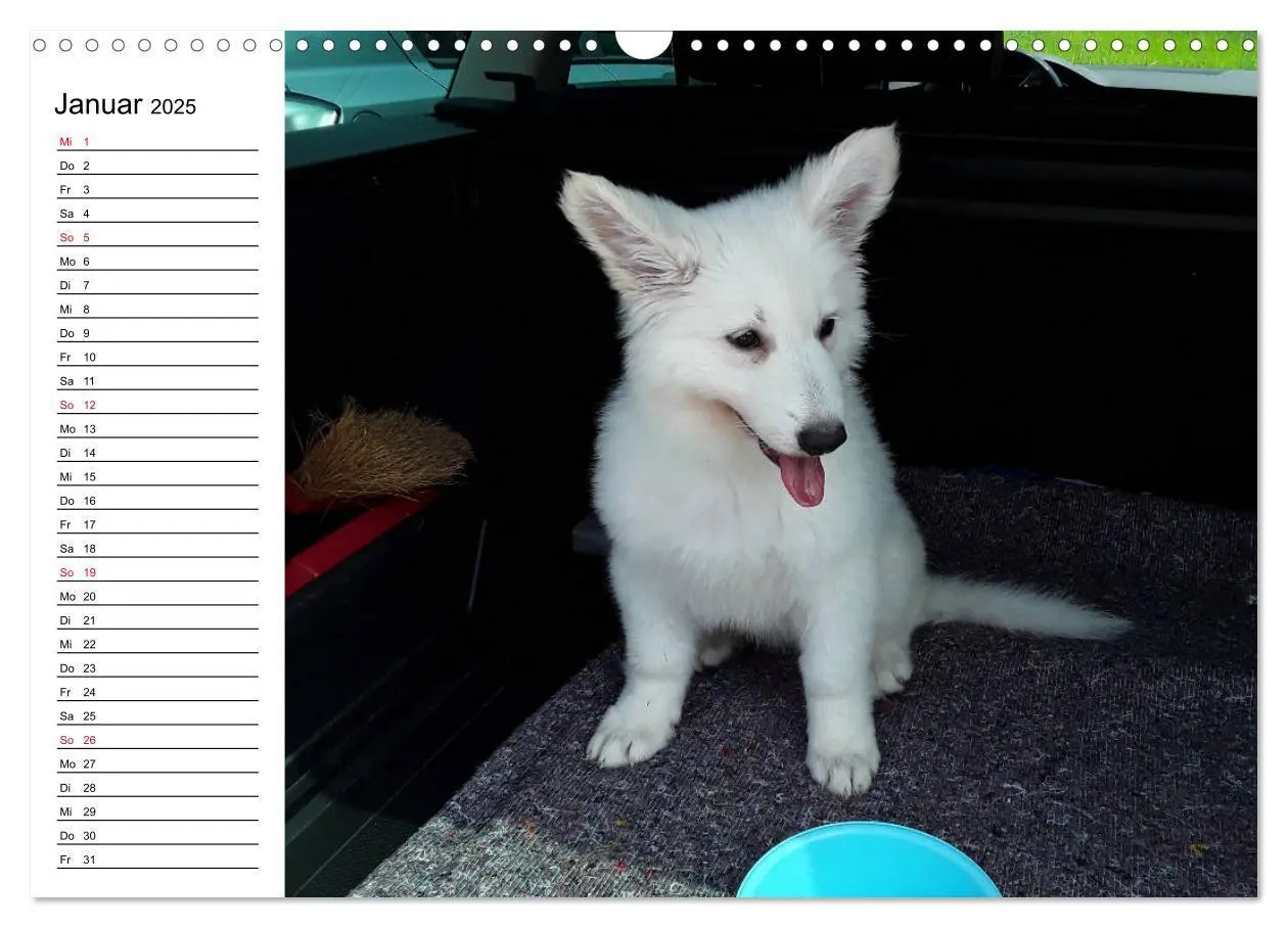 Bild: 9783435237180 | Berger Blanc Suisse - Weißer Schweizer Schäferhund (Wandkalender...