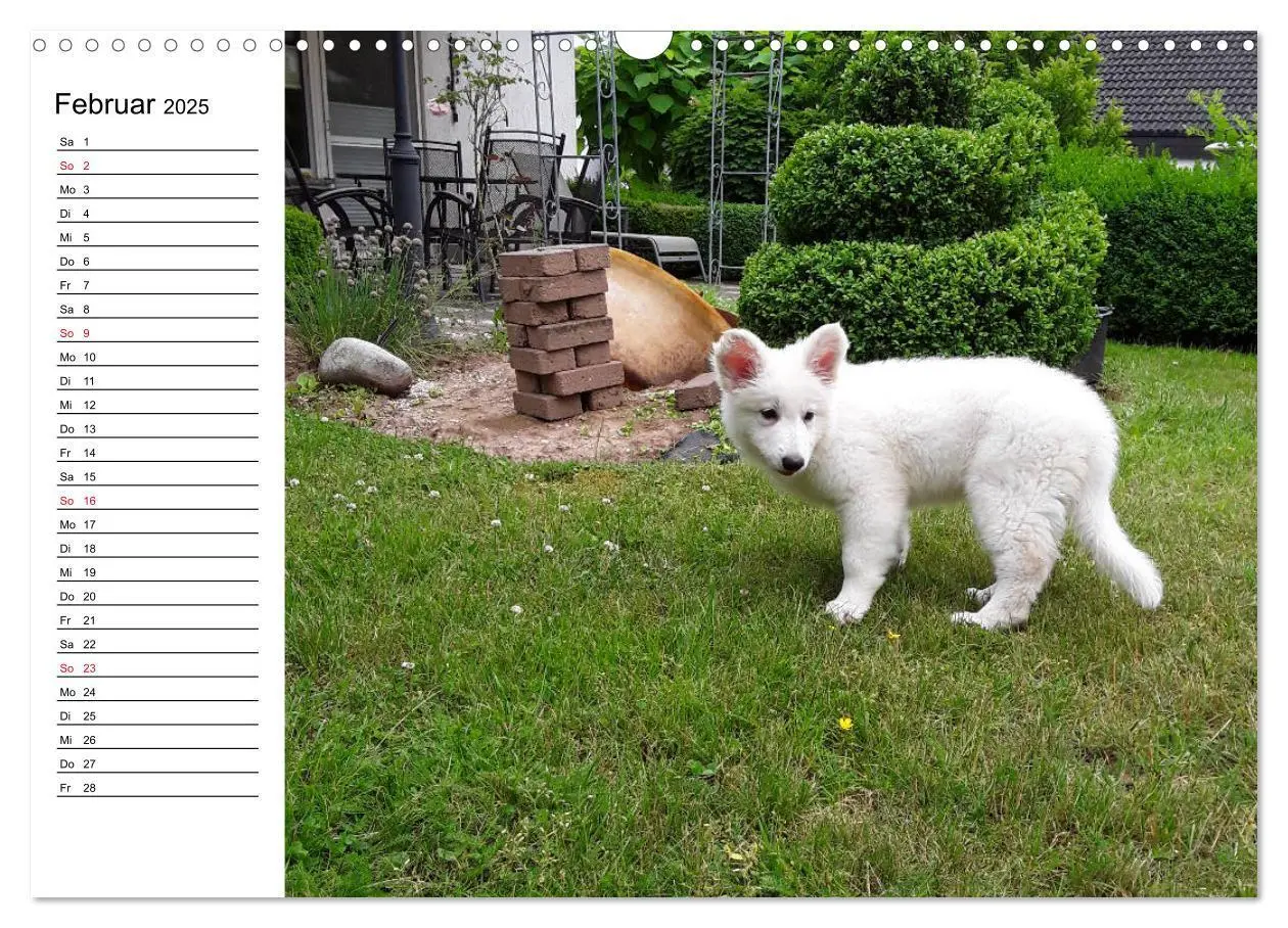 Bild: 9783435237180 | Berger Blanc Suisse - Weißer Schweizer Schäferhund (Wandkalender...