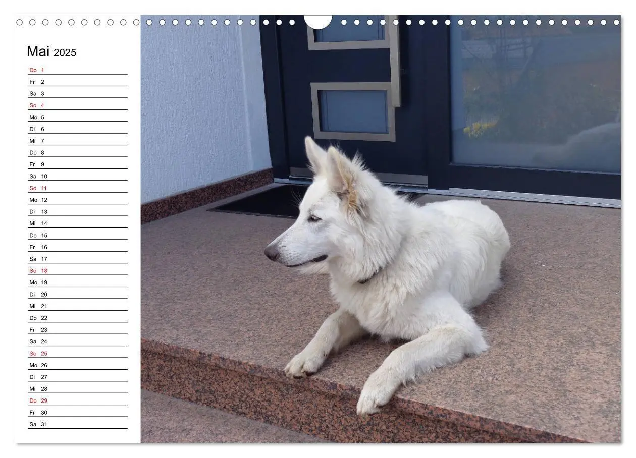 Bild: 9783435237180 | Berger Blanc Suisse - Weißer Schweizer Schäferhund (Wandkalender...