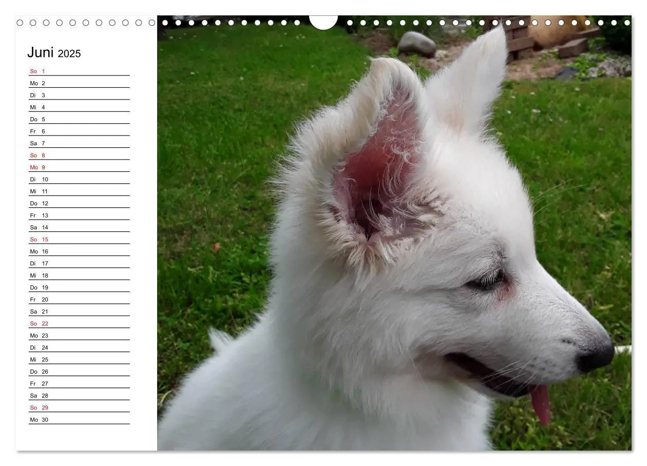 Bild: 9783435237180 | Berger Blanc Suisse - Weißer Schweizer Schäferhund (Wandkalender...