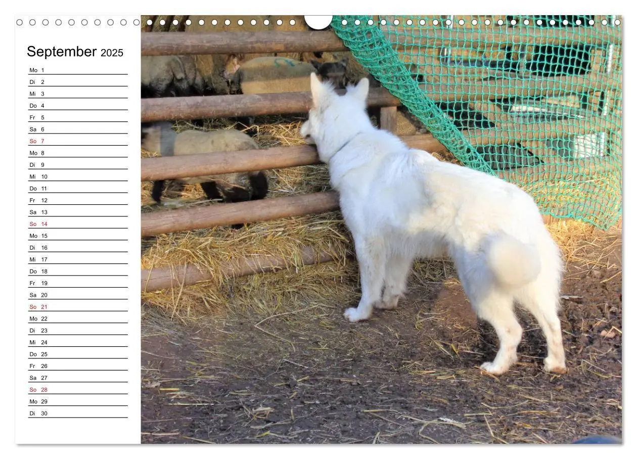Bild: 9783435237180 | Berger Blanc Suisse - Weißer Schweizer Schäferhund (Wandkalender...