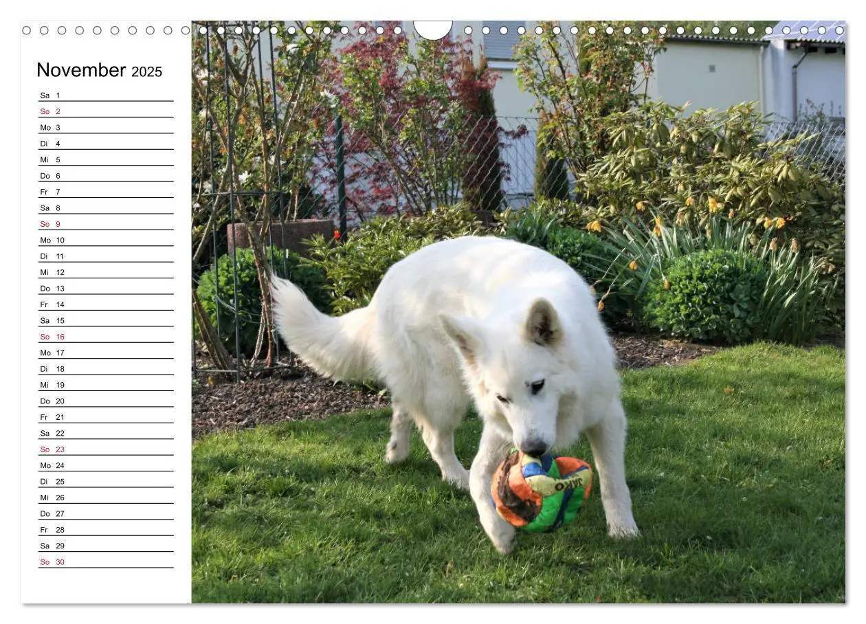 Bild: 9783435237180 | Berger Blanc Suisse - Weißer Schweizer Schäferhund (Wandkalender...