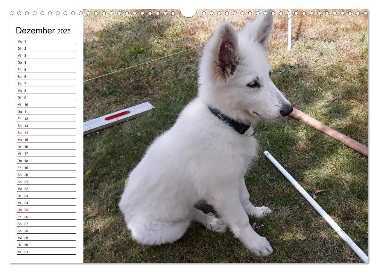 Bild: 9783435237180 | Berger Blanc Suisse - Weißer Schweizer Schäferhund (Wandkalender...