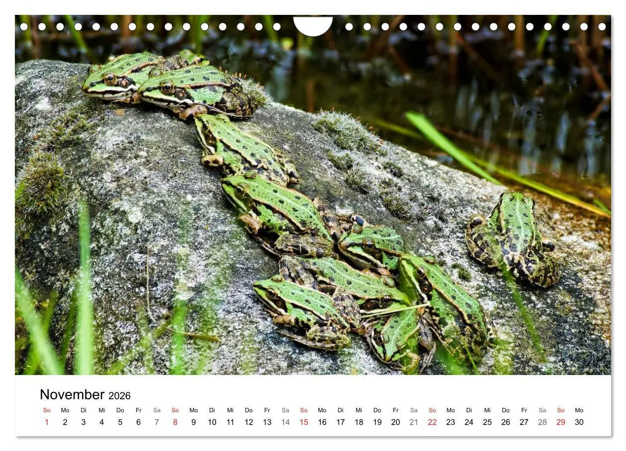 Bild: 9783457947180 | Paradies Naturgarten (Wandkalender 2026 DIN A4 quer), CALVENDO...