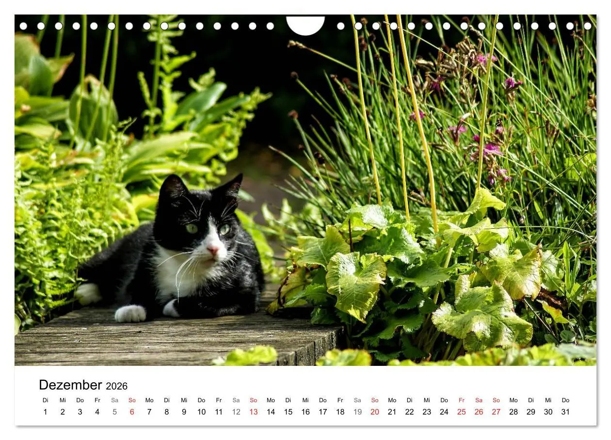 Bild: 9783457947180 | Paradies Naturgarten (Wandkalender 2026 DIN A4 quer), CALVENDO...