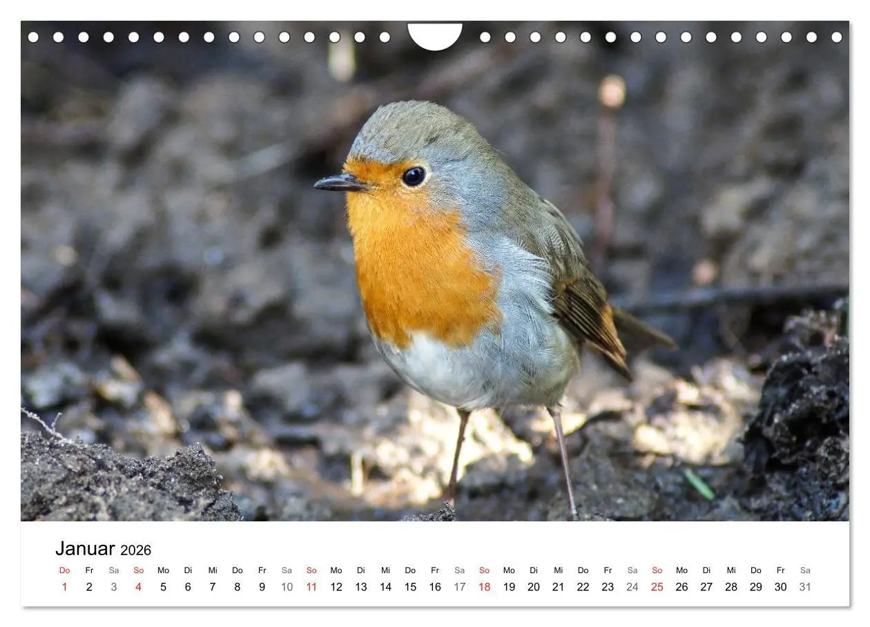 Bild: 9783457947180 | Paradies Naturgarten (Wandkalender 2026 DIN A4 quer), CALVENDO...