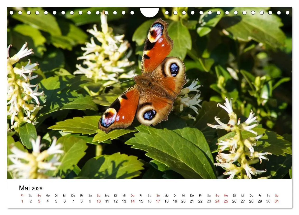 Bild: 9783457947180 | Paradies Naturgarten (Wandkalender 2026 DIN A4 quer), CALVENDO...