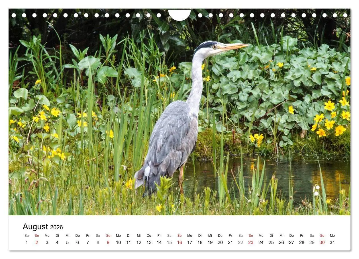Bild: 9783457947180 | Paradies Naturgarten (Wandkalender 2026 DIN A4 quer), CALVENDO...