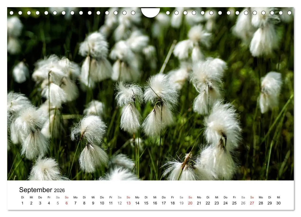 Bild: 9783457947180 | Paradies Naturgarten (Wandkalender 2026 DIN A4 quer), CALVENDO...