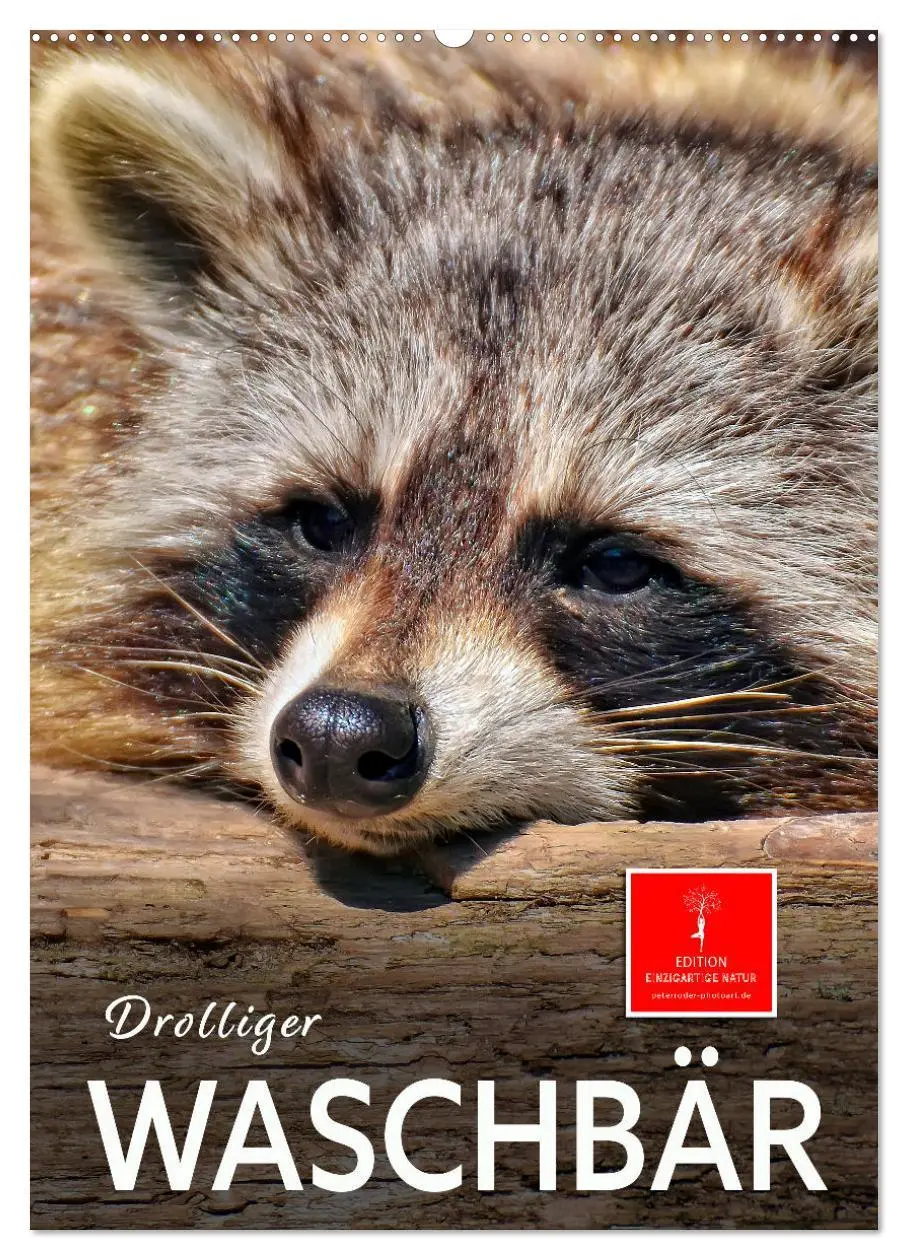 Cover: 9783516347180 | Drolliger Waschbär (Wandkalender 2026 DIN A2 hoch), CALVENDO...