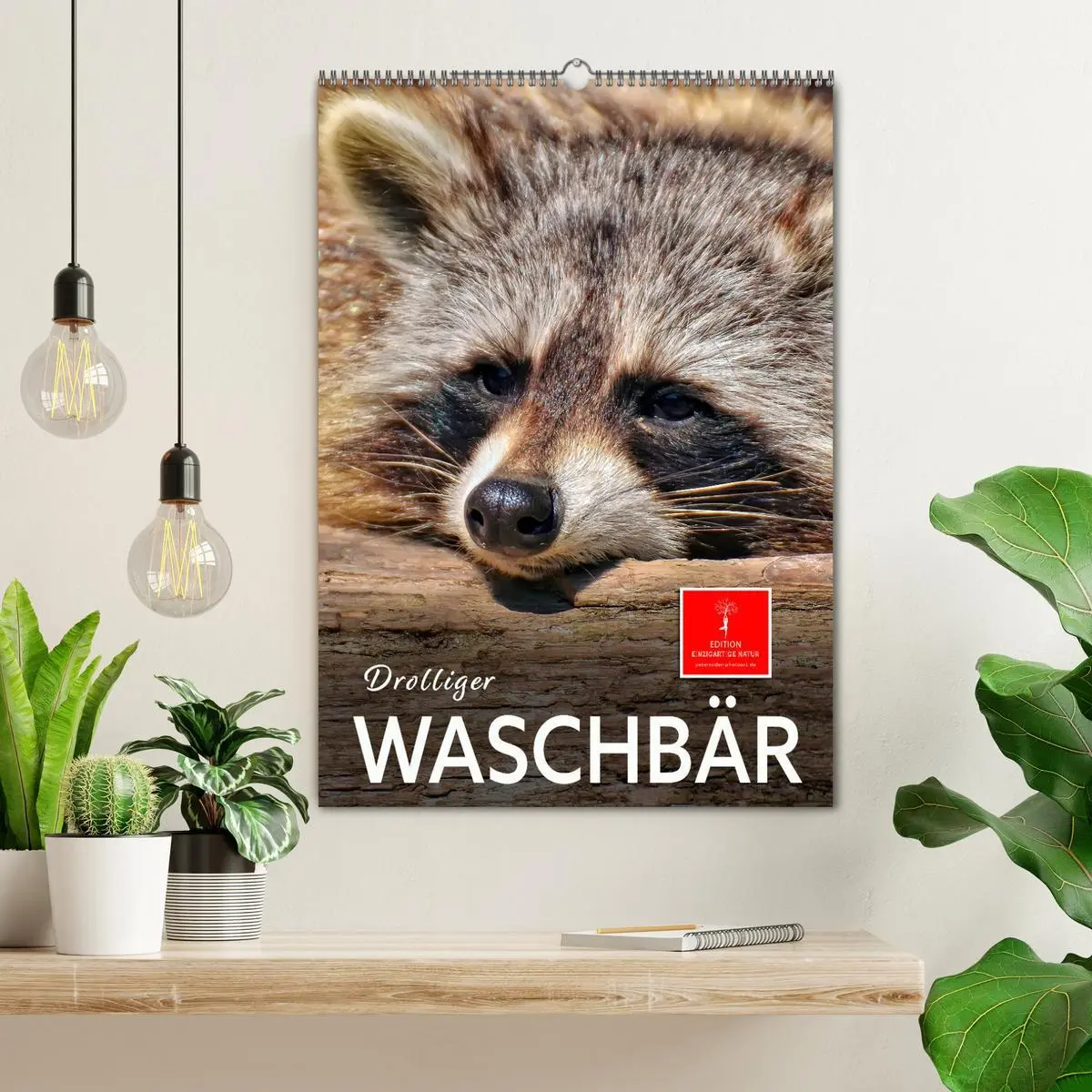 Bild: 9783516347180 | Drolliger Waschbär (Wandkalender 2026 DIN A2 hoch), CALVENDO...