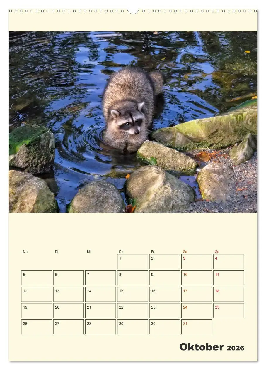 Bild: 9783516347180 | Drolliger Waschbär (Wandkalender 2026 DIN A2 hoch), CALVENDO...