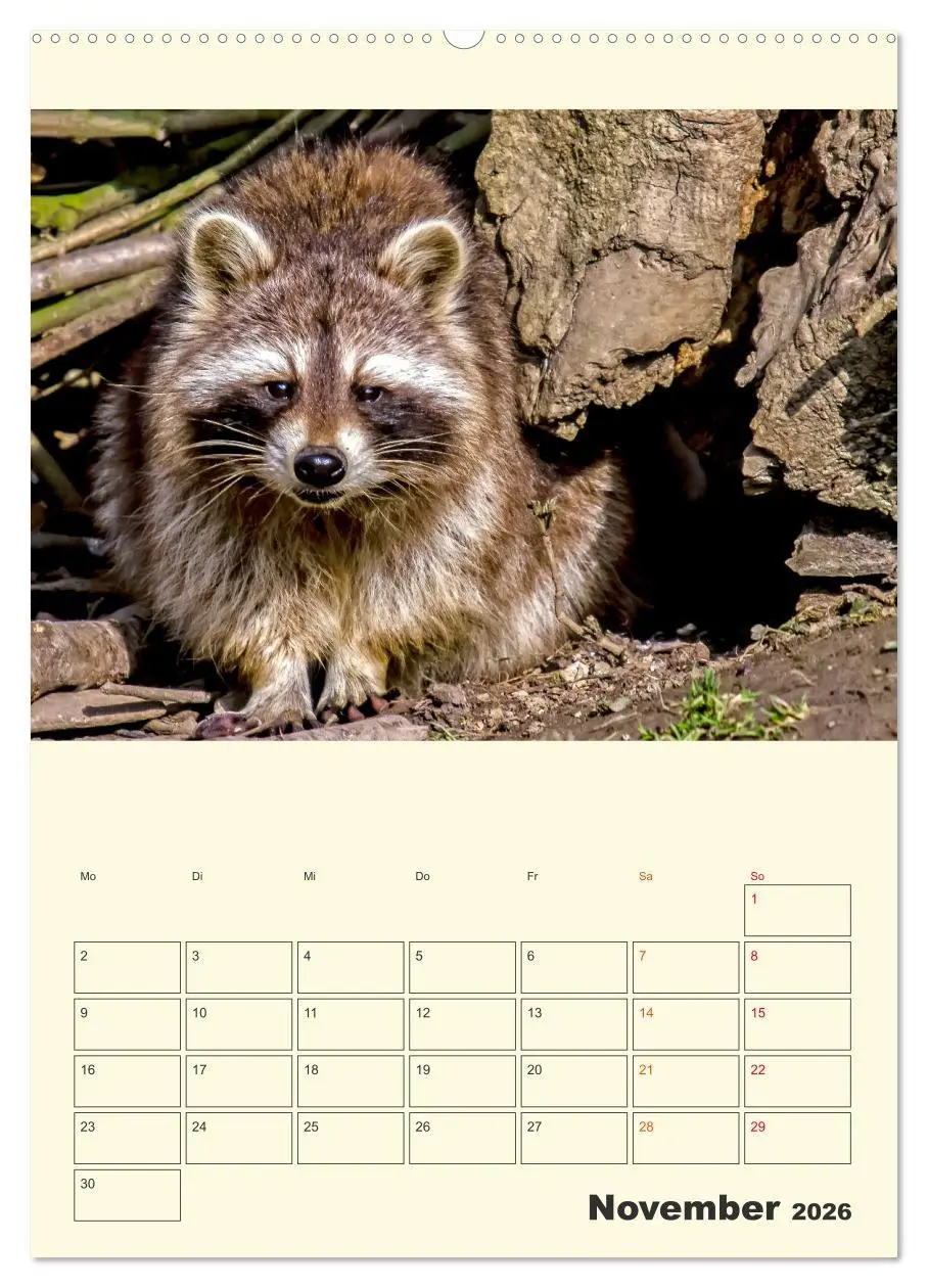 Bild: 9783516347180 | Drolliger Waschbär (Wandkalender 2026 DIN A2 hoch), CALVENDO...