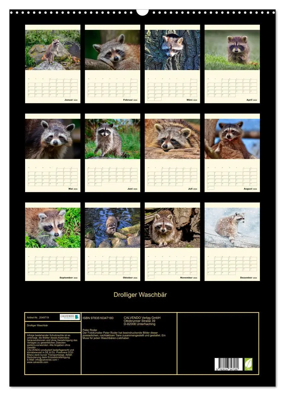 Bild: 9783516347180 | Drolliger Waschbär (Wandkalender 2026 DIN A2 hoch), CALVENDO...