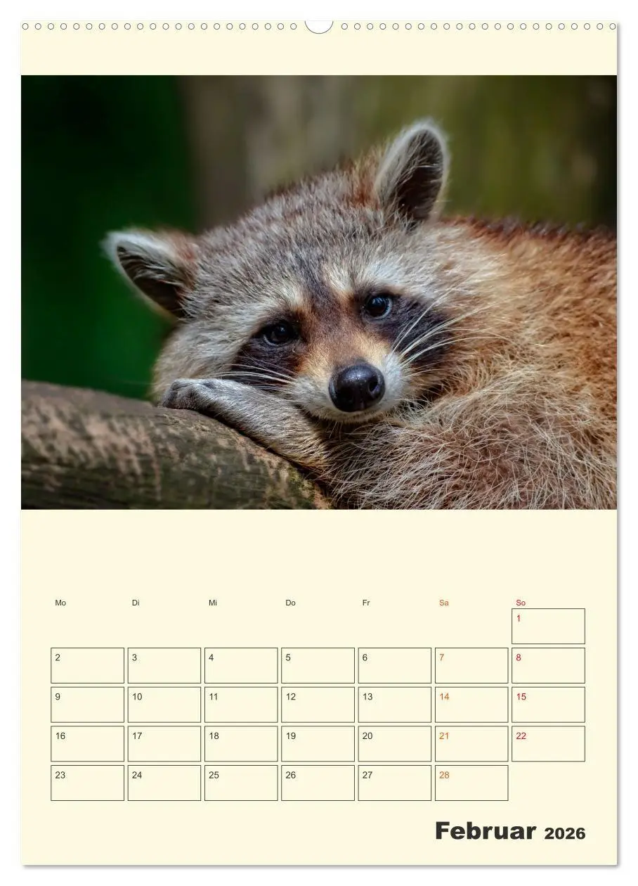 Bild: 9783516347180 | Drolliger Waschbär (Wandkalender 2026 DIN A2 hoch), CALVENDO...