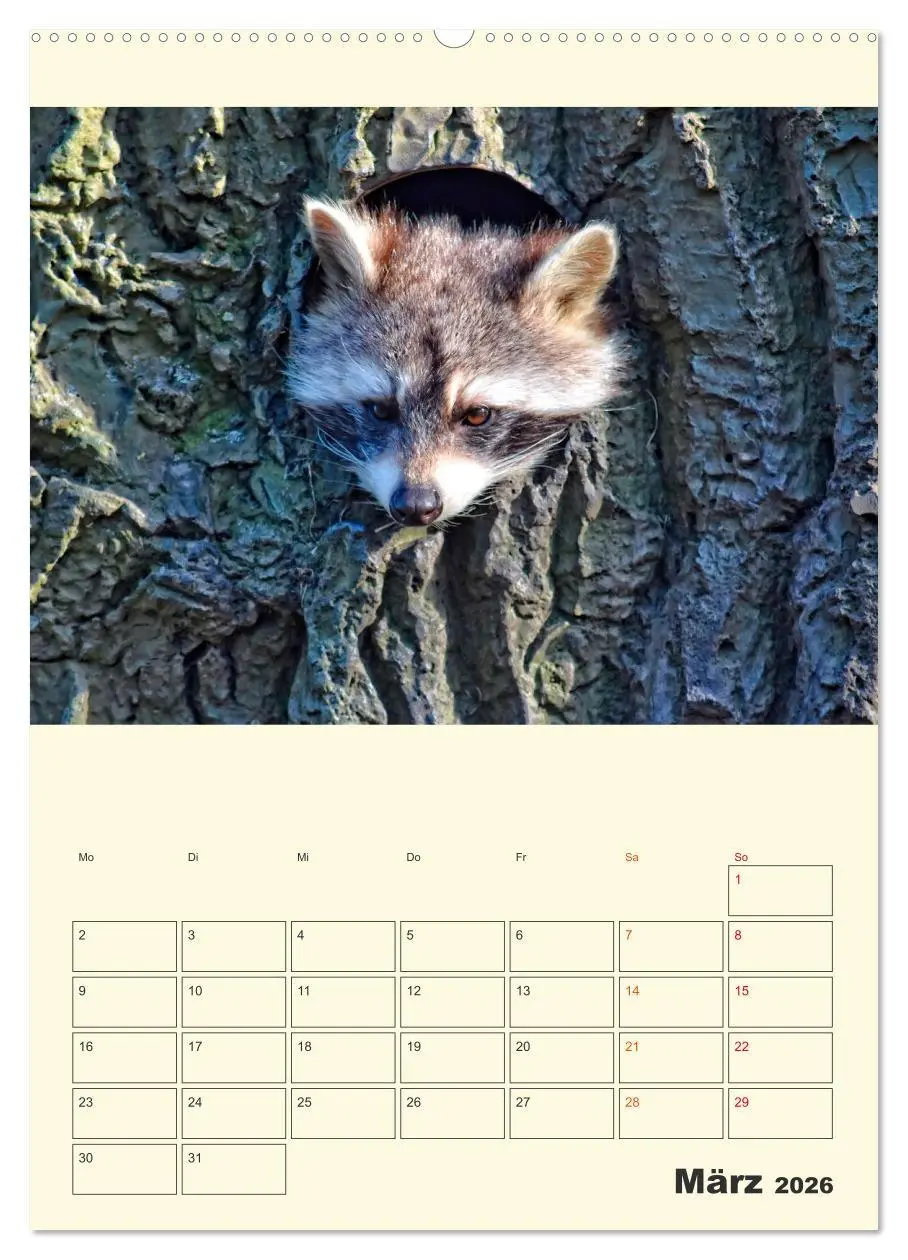 Bild: 9783516347180 | Drolliger Waschbär (Wandkalender 2026 DIN A2 hoch), CALVENDO...