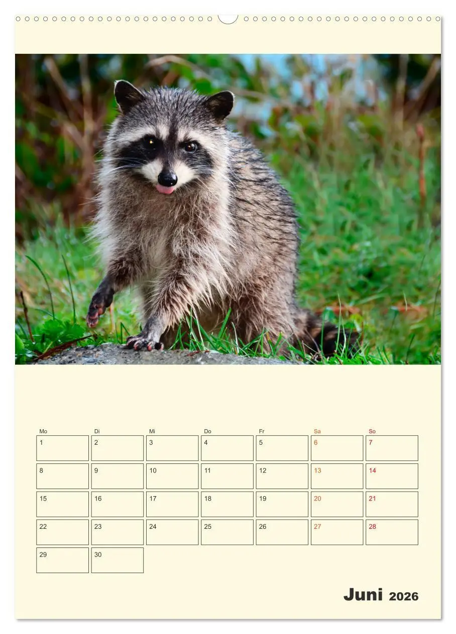 Bild: 9783516347180 | Drolliger Waschbär (Wandkalender 2026 DIN A2 hoch), CALVENDO...