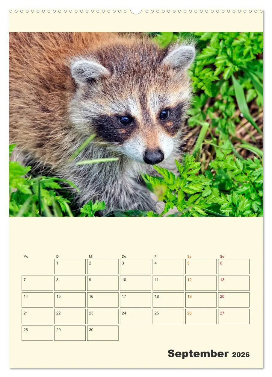 Bild: 9783516347180 | Drolliger Waschbär (Wandkalender 2026 DIN A2 hoch), CALVENDO...