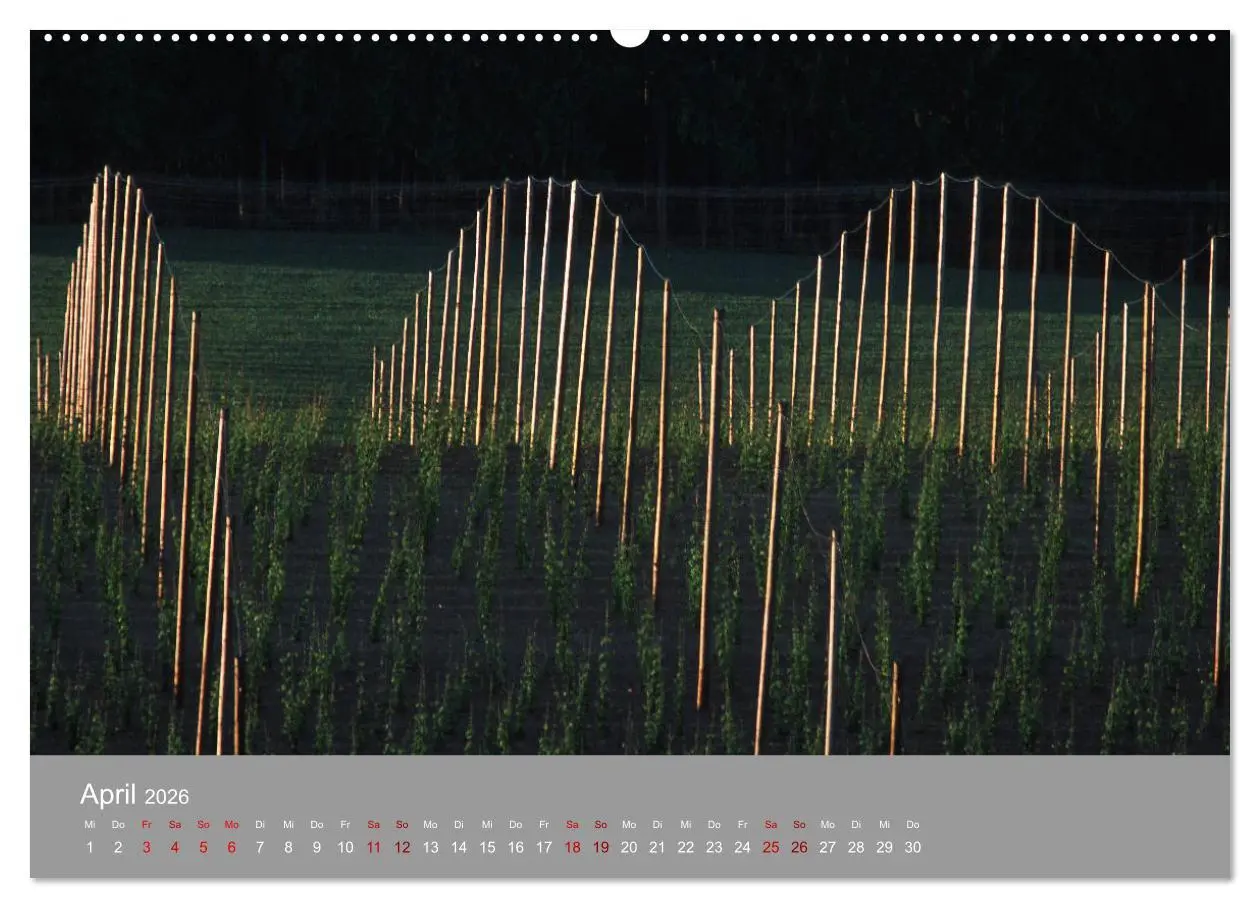 Bild: 9783457917480 | Hallertau (Wandkalender 2026 DIN A2 quer), CALVENDO Monatskalender