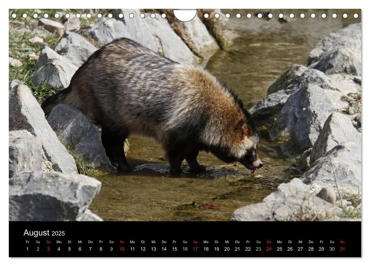 Bild: 9783435677580 | Marderhunde (Wandkalender 2025 DIN A4 quer), CALVENDO Monatskalender