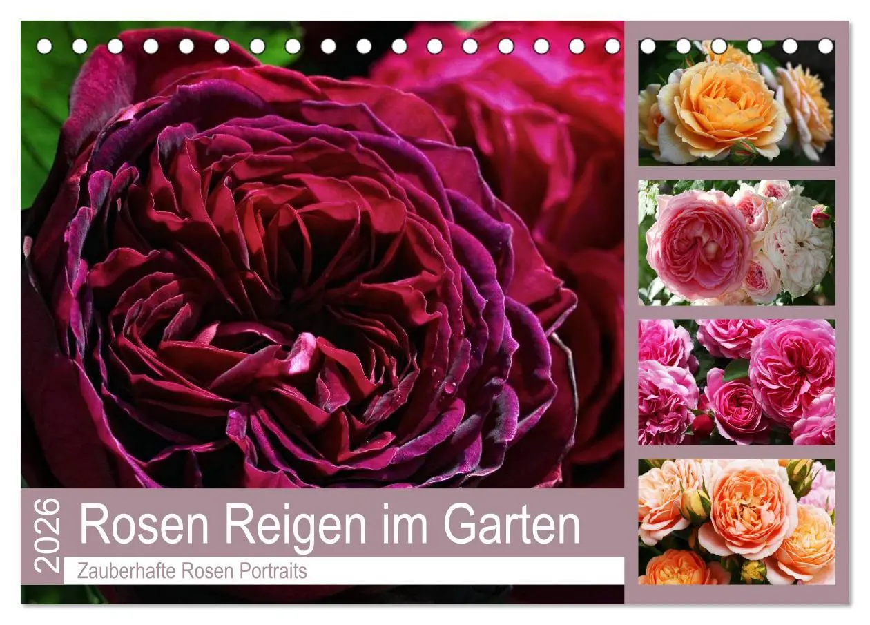 Cover: 9783457907580 | Rosen Reigen im Garten (Tischkalender 2026 DIN A5 quer), CALVENDO...