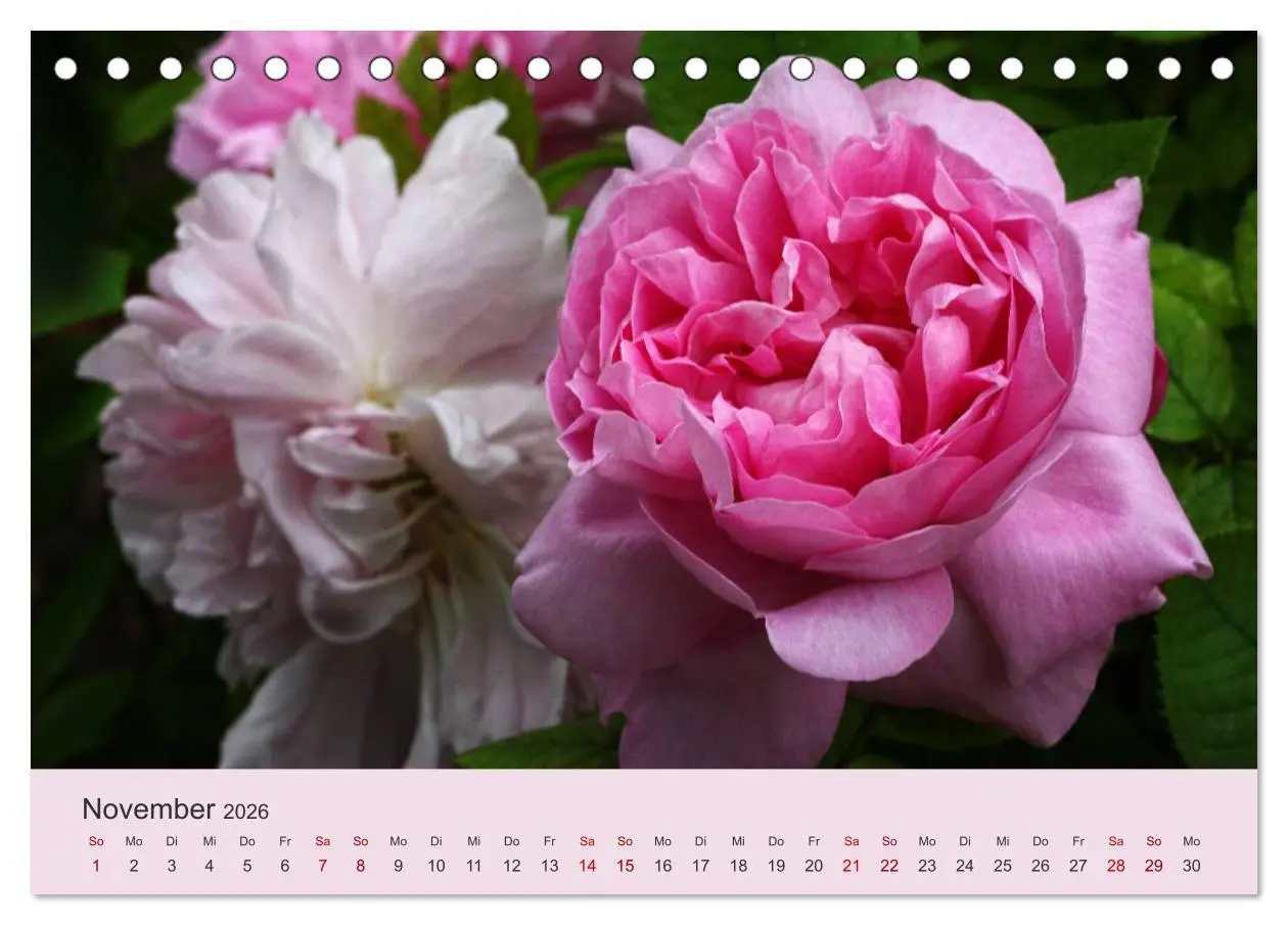 Bild: 9783457907580 | Rosen Reigen im Garten (Tischkalender 2026 DIN A5 quer), CALVENDO...
