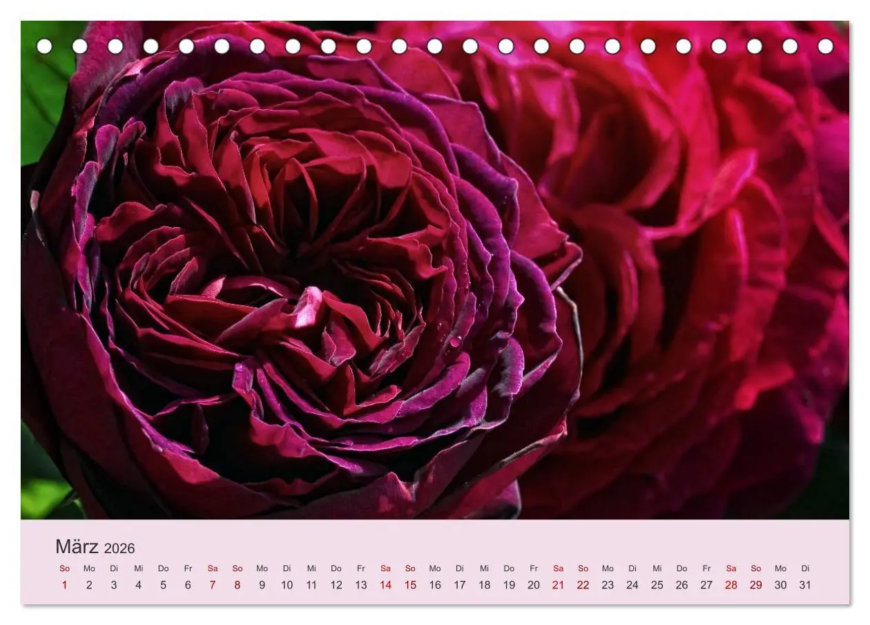 Bild: 9783457907580 | Rosen Reigen im Garten (Tischkalender 2026 DIN A5 quer), CALVENDO...