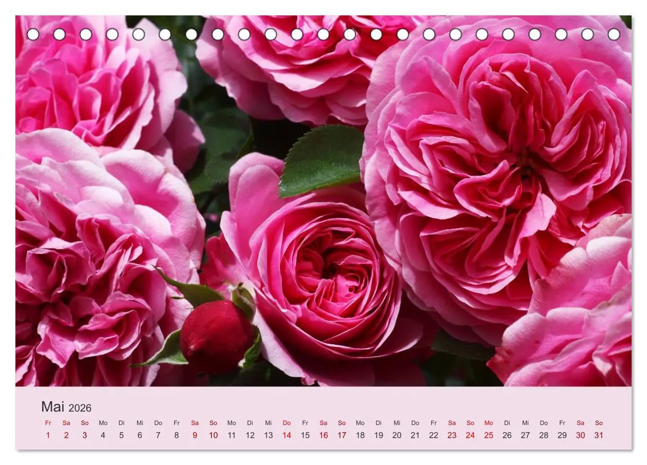 Bild: 9783457907580 | Rosen Reigen im Garten (Tischkalender 2026 DIN A5 quer), CALVENDO...