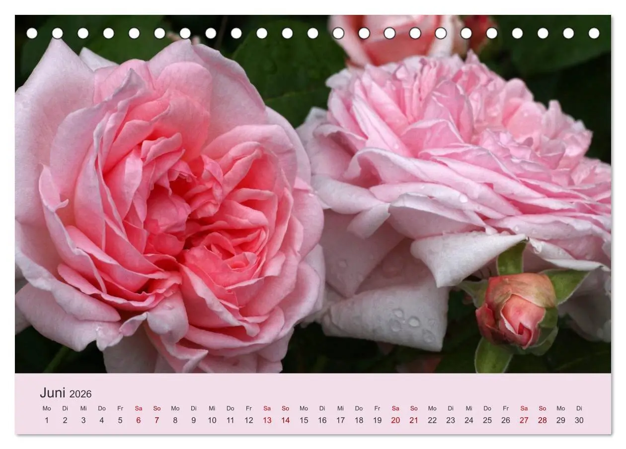 Bild: 9783457907580 | Rosen Reigen im Garten (Tischkalender 2026 DIN A5 quer), CALVENDO...