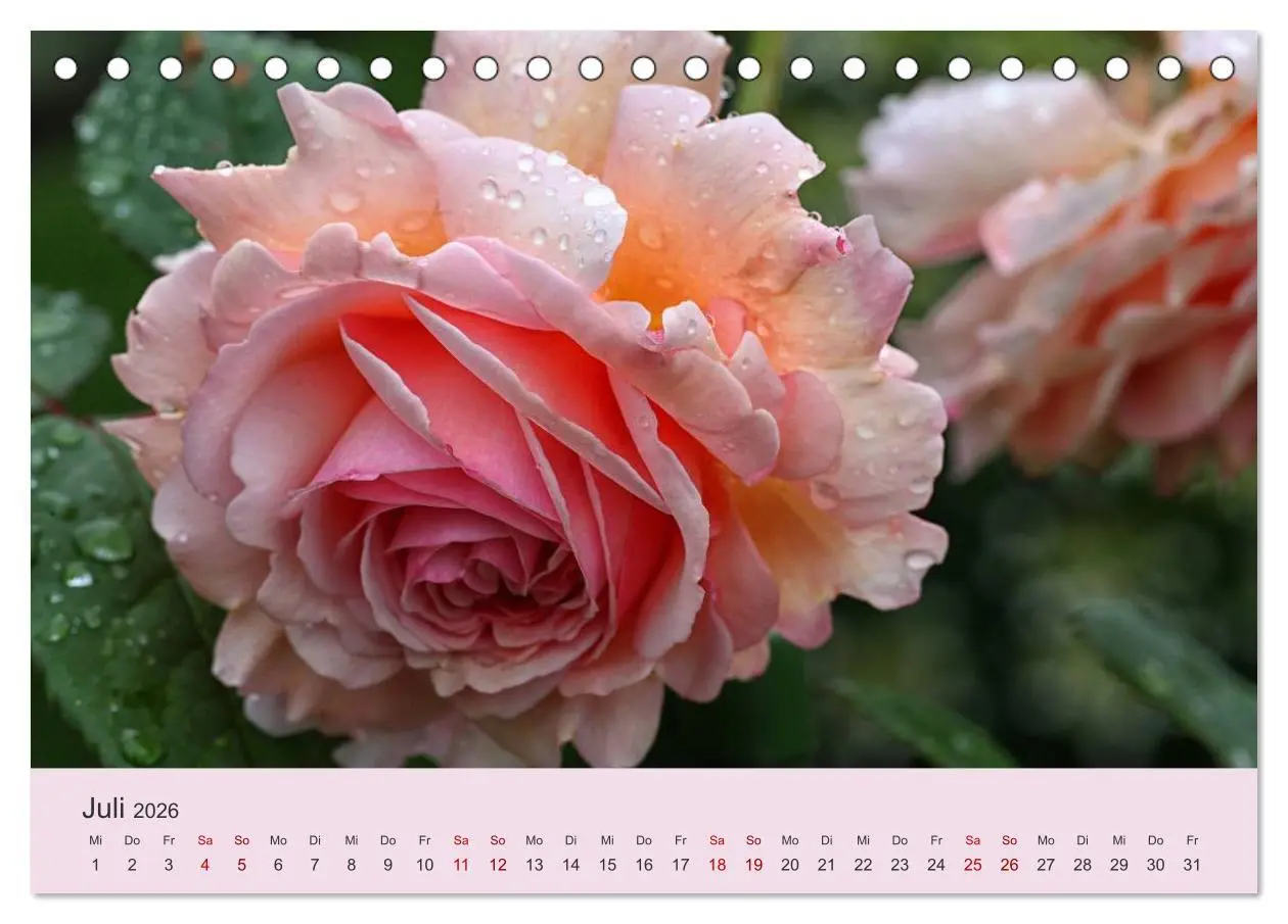 Bild: 9783457907580 | Rosen Reigen im Garten (Tischkalender 2026 DIN A5 quer), CALVENDO...